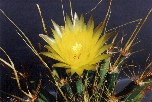 Leuchtenbergia principis